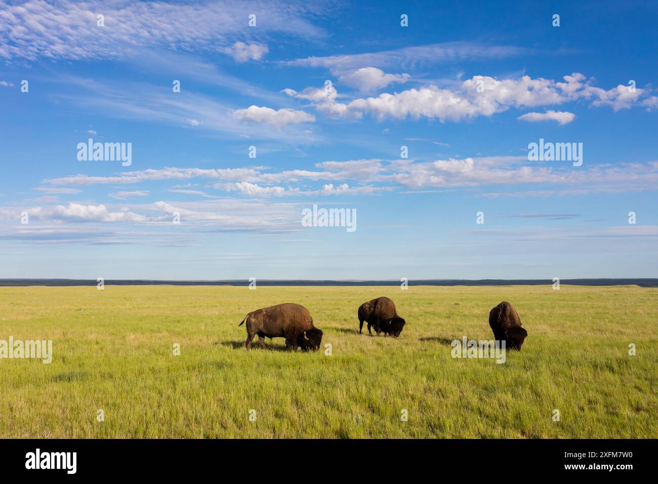 Bisonte americano (bisonte bisonte bisonte) Grasslands National Park, Val Marie, Saskatchewan, Canada. Giugno Foto Stock Bisonte americano (bisonte bisonte bisonte) Grasslands National Park, Val Marie, Saskatchewan, Canada. Giugno Foto Stock