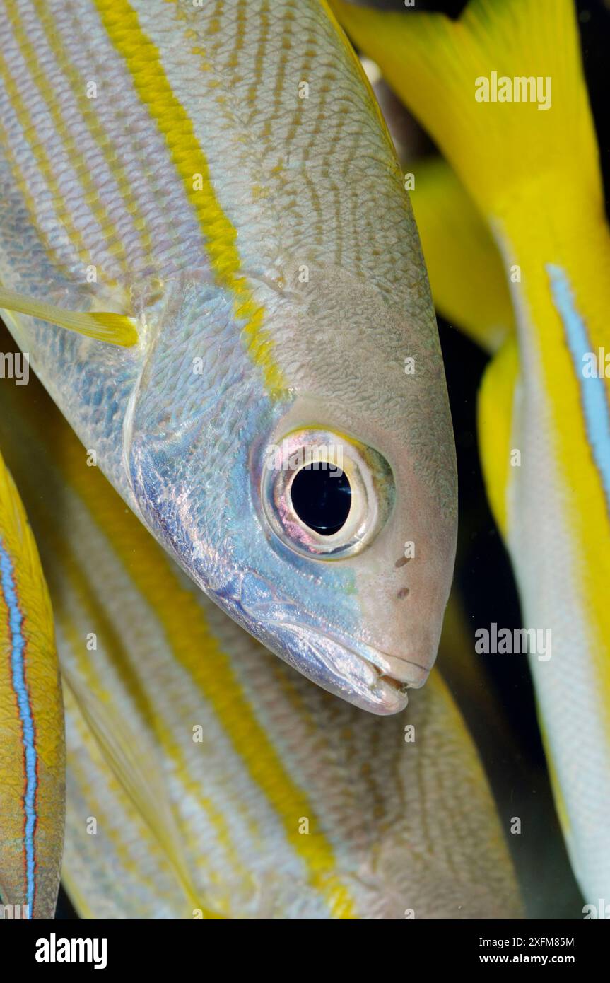 Snapper bigeye (Lutjanus lutjanus) in scuola mista con snapper bluestripe (Lutjanus kasmira) Mioskon, stretto di Dampier, Raja Ampat, Papua Occidentale, Indonesia. Foto Stock