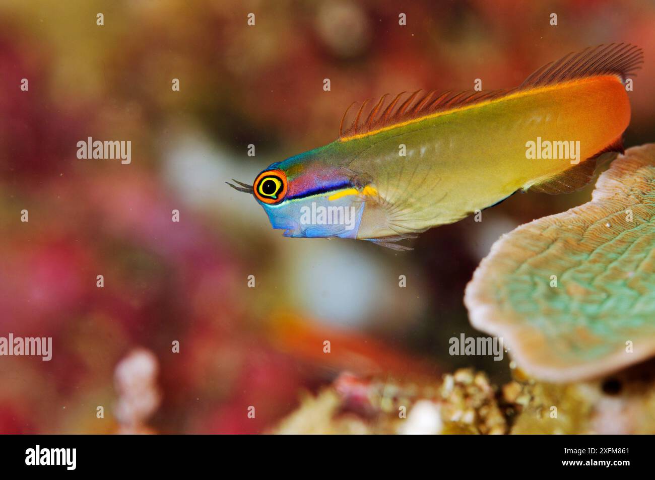 Tailspot blenny (Ecsenius stigmatura) Aljui Bay, Raja Ampat, West Papua, Indonesia, marzo 2016 Foto Stock