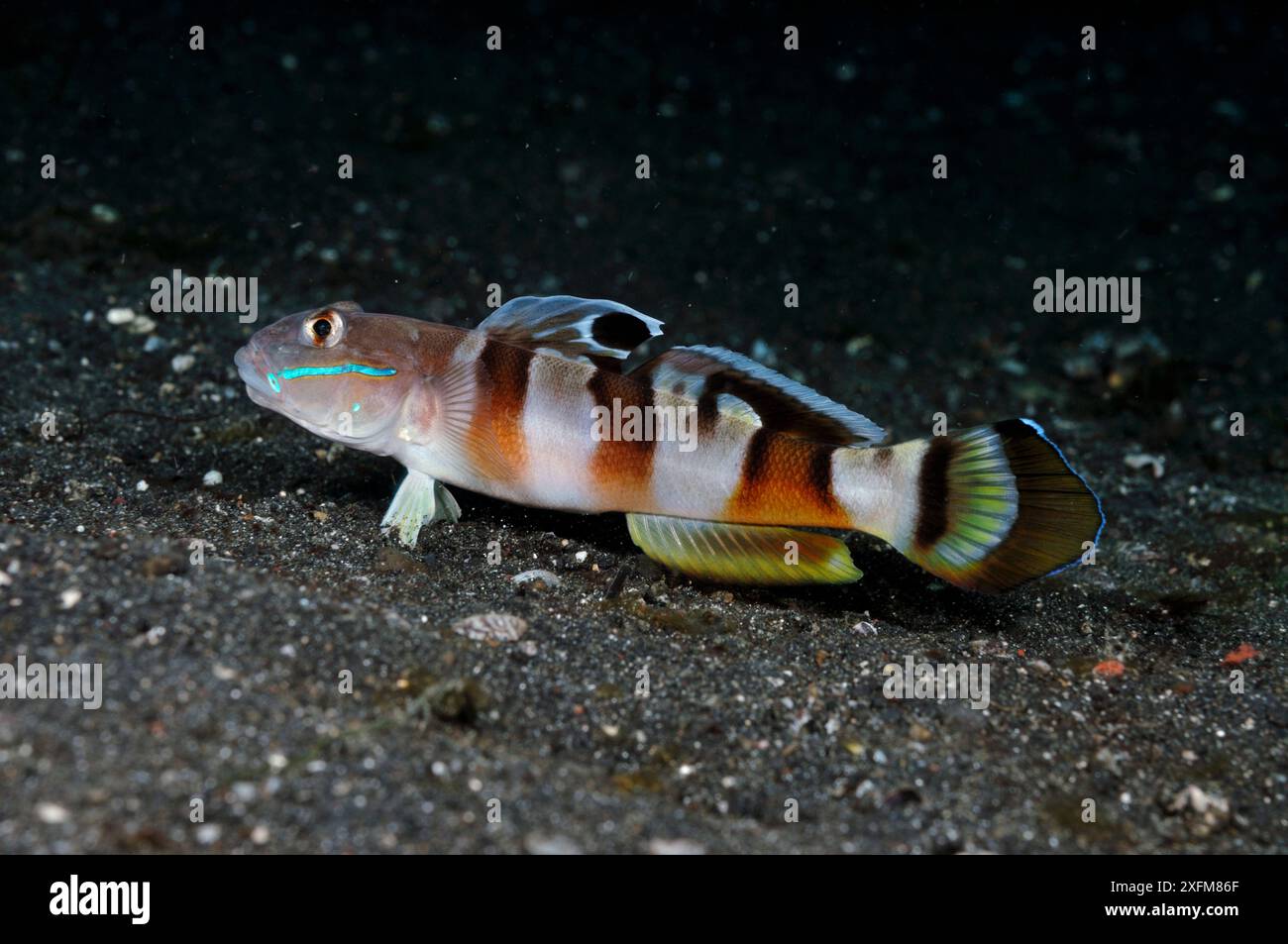 Il dormiente di Ward (Valenciennea wardii) stretto di Lembeh, Sulawesi settentrionale, Indonesia. Foto Stock