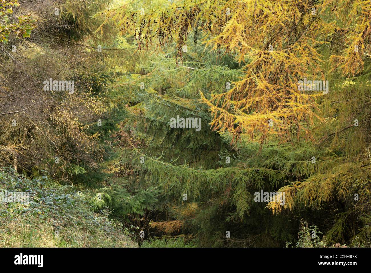 Bosco misto a Mortimer Forest, Ludlow, Shropshire, Regno Unito Foto Stock