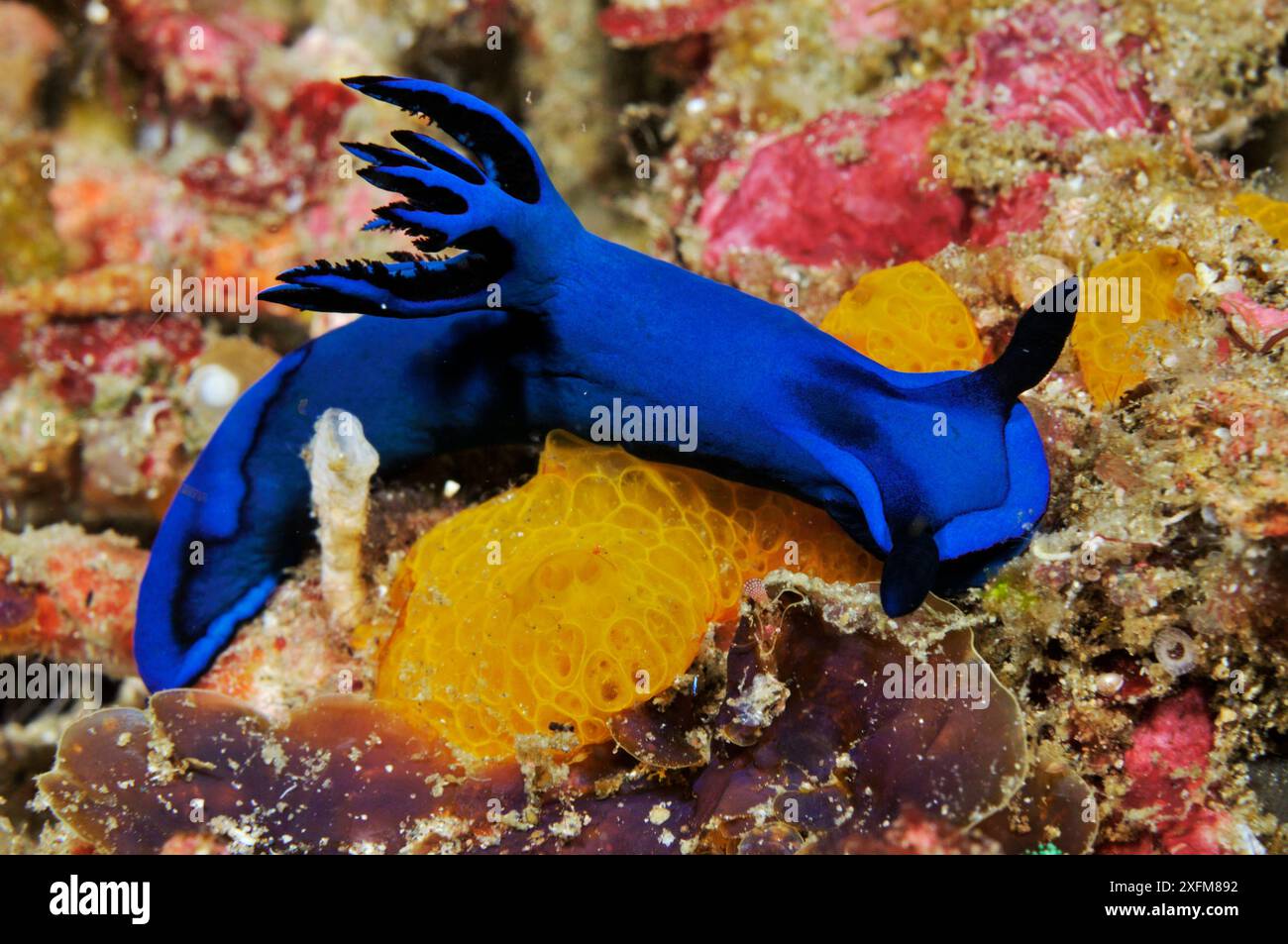 NudiBranch (Tambja morosa) Rinca, Parco Nazionale di Komodo, Indonesia. Foto Stock