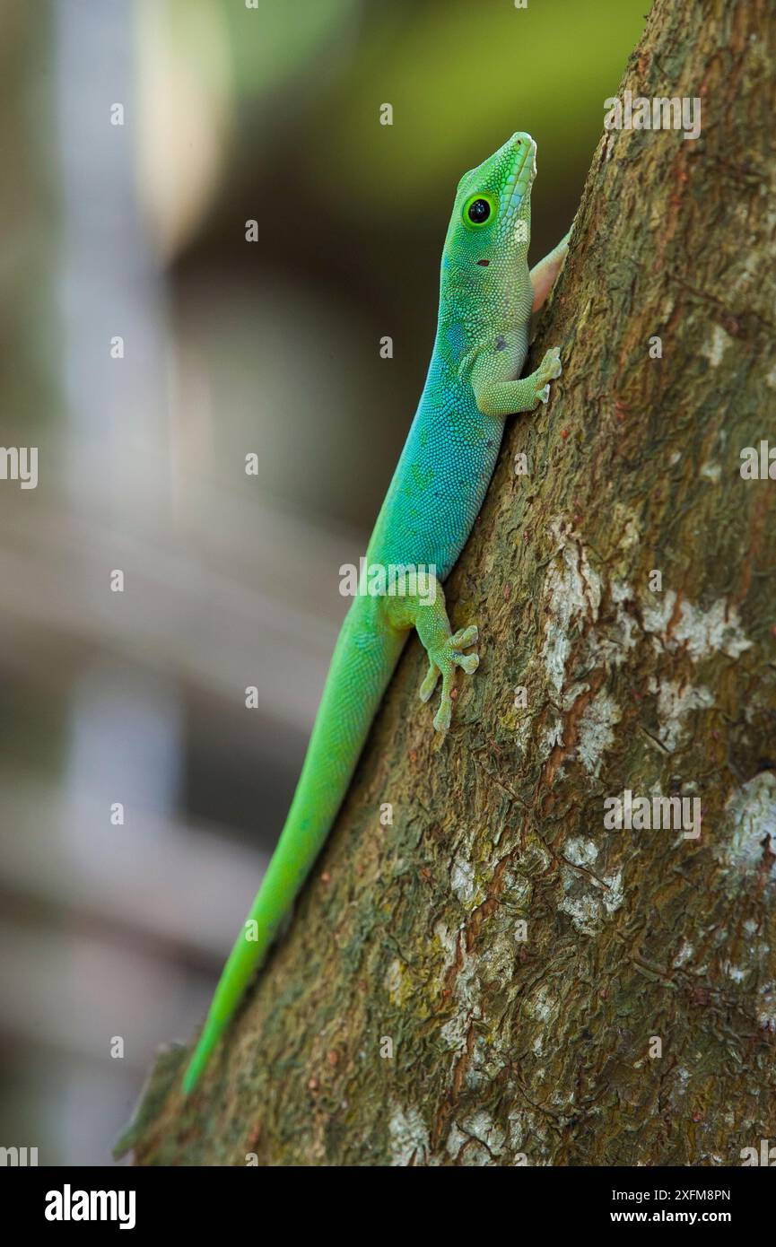 Geco giorno di Sundberg (Phelsuma sundbergi), isola di Praslin, Repubblica delle Seychelles Foto Stock