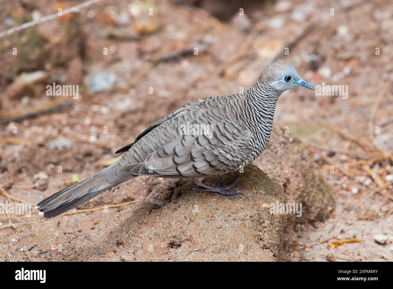 Colomba barrata (Gepolia striata), isola di Praslin, Repubblica delle Seychelles Foto Stock