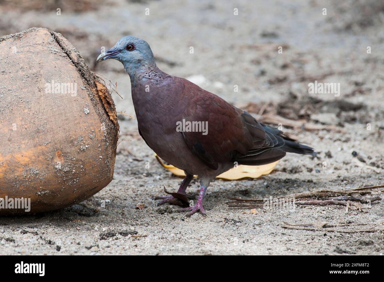 Tortora del Madagascar (Streptopelia picturata), che si nutre di cocco, isola la Digue, Repubblica delle Seychelles Foto Stock