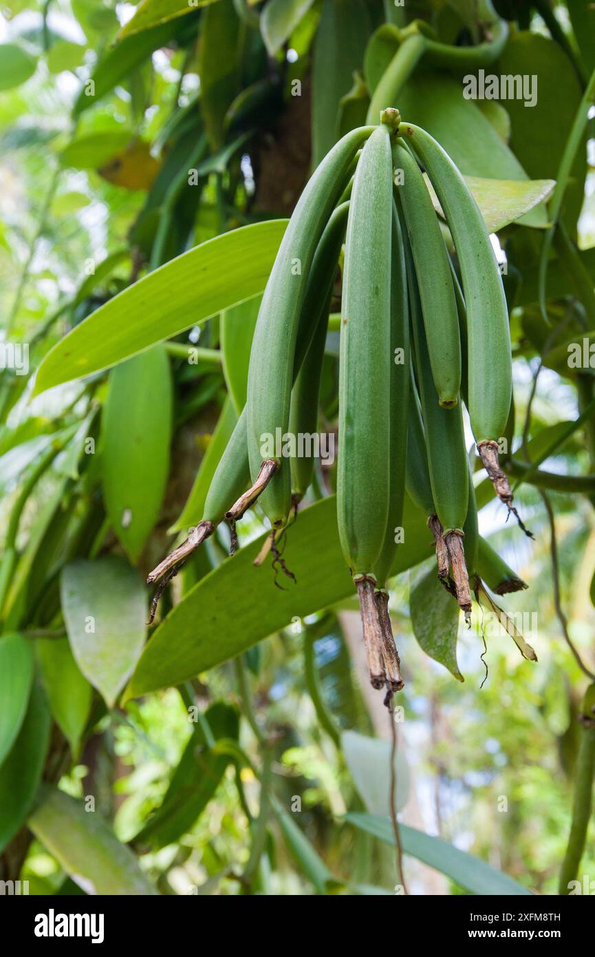 Baccelli di vaniglia (Vanilla planifolia), isola la Digue, Repubblica delle Seychelles Foto Stock