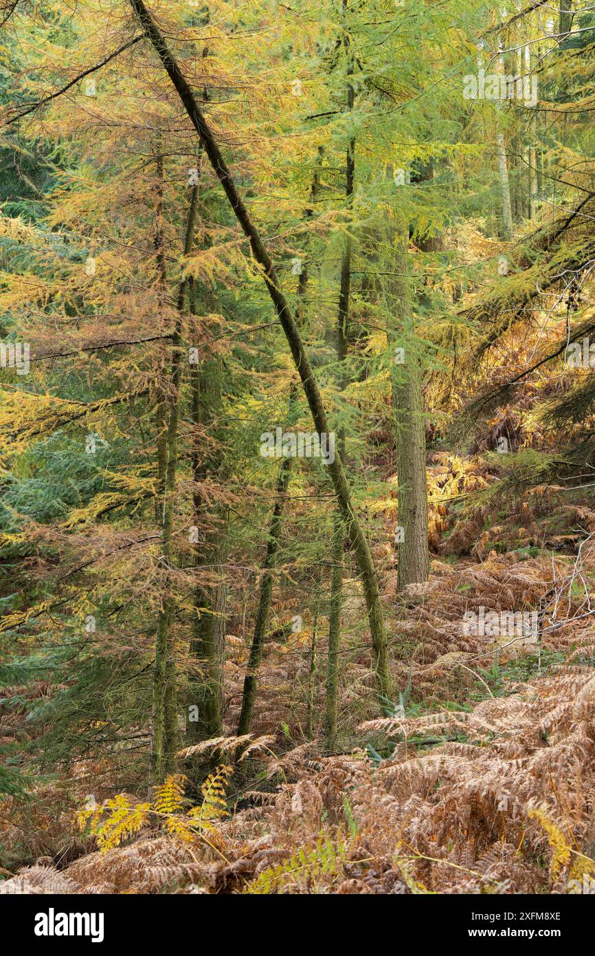 Bosco misto a Mortimer Forest, Ludlow, Shropshire, Regno Unito Foto Stock