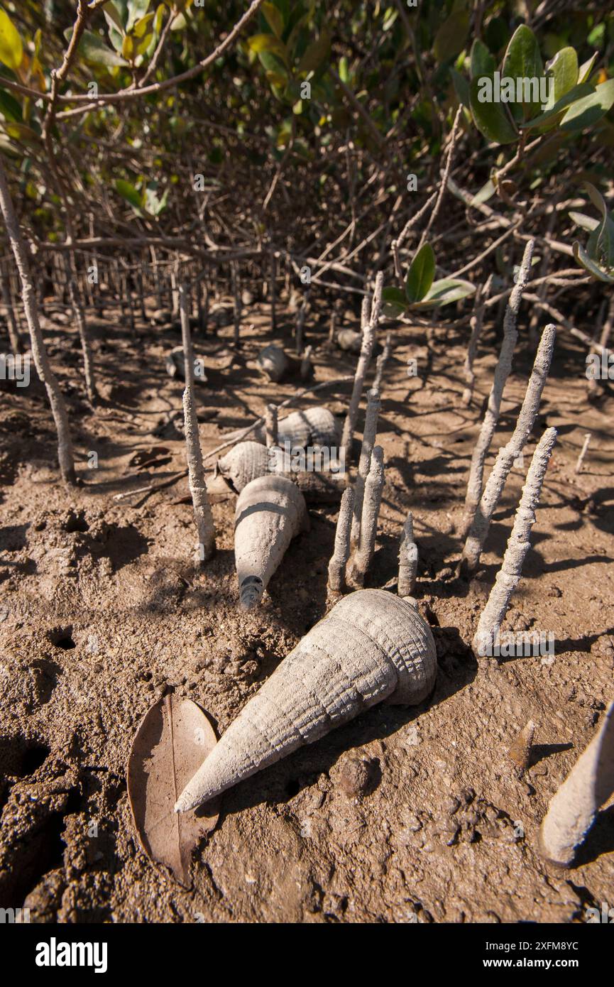 Lumache di mangrovie (Terebralia palustris) con bassa marea tra radici di mangrovie, Liwa, Sultanato dell'Oman, gennaio. Foto Stock