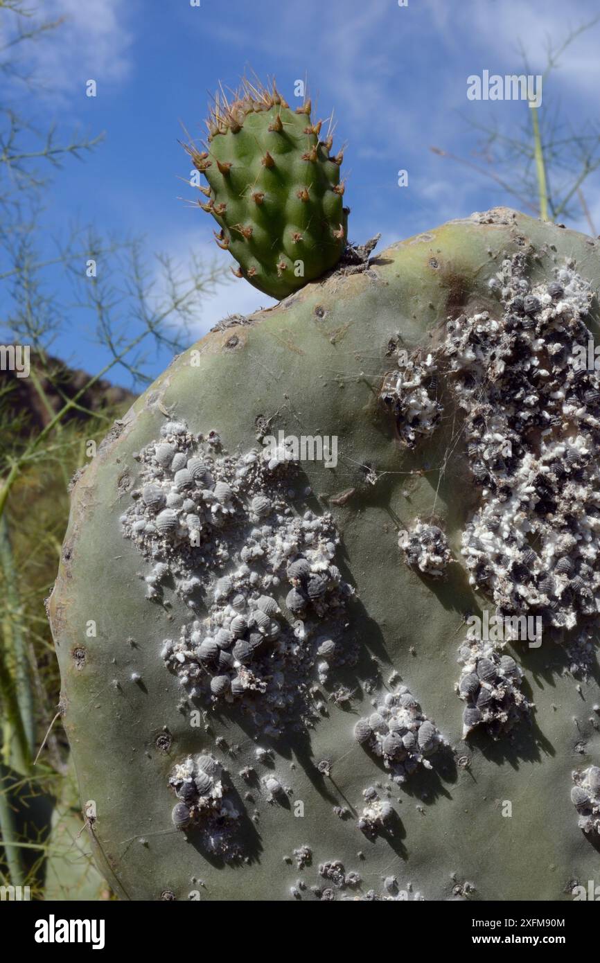 Insetto cocciniano (Dactylopius coccus), densa colonia di insetti in scala da cui viene estratto il colorante rosso cocciniglia, su foglie di cactus Prickly / fico barbario (Opuntia ficus-indica), Gran Canaria, Isole Canarie, giugno. Foto Stock