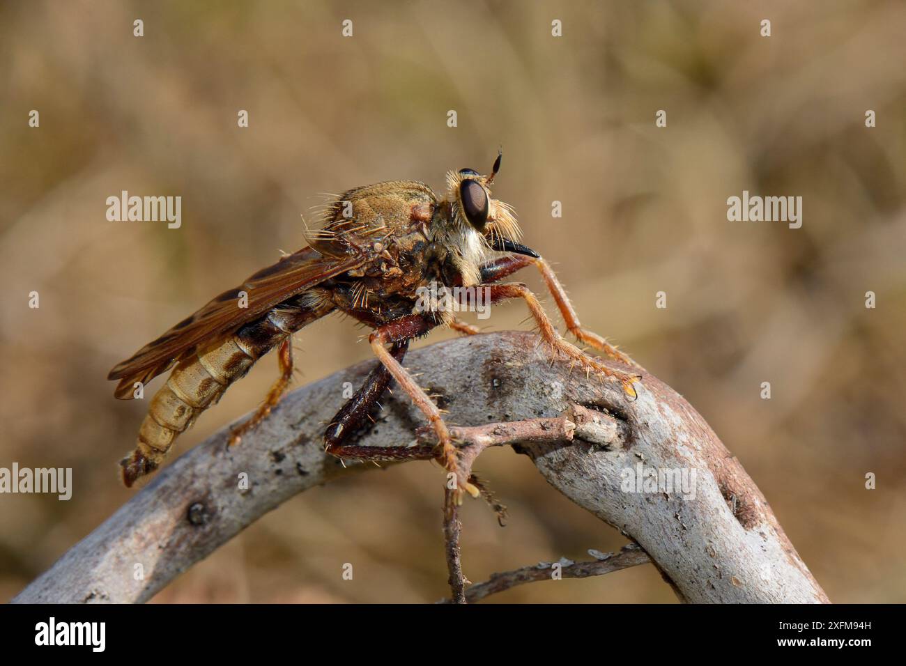 Hornet robberfly (Asilus crabroniformis) maschio arroccato su un bastone che scansiona preda, Picos de Europa Mountains, Asturie, Spagna, agosto. Foto Stock
