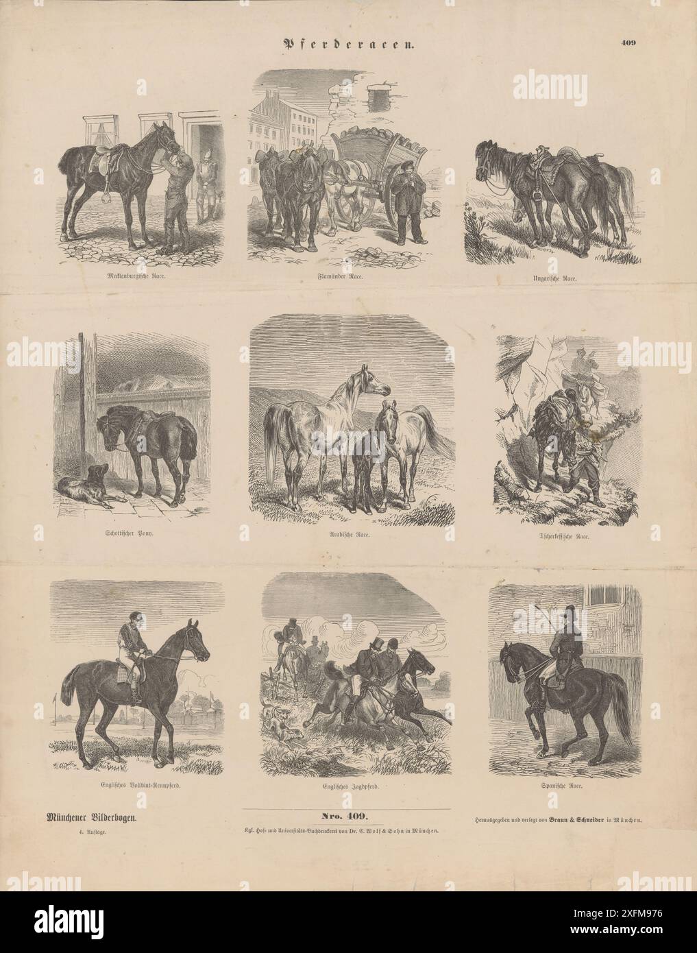 Litografia d'epoca di razze equine, 1865 il Meclemburgo è un cavallo a sangue caldo allevato nella regione del Meclemburgo-Vorpommern. Il cavallo fiammingo, noto anche come cavallo belga (US) o cavallo delle Fiandre, olandese: Vlaams Paard, francese: Cheval Flamand, è un cavallo da tiro di razza belga originario delle Fiandre, in Belgio. Il Nonius è una razza equina ungherese che prende il nome dalla sua fondazione anglo-normanna. Generalmente di colore scuro, è una razza muscolosa e con un osso pesante. Il cavallo arabo o arabo è una razza di cavallo con radici storiche nella penisola arabica. I purosangue sono considerati cavalli a sangue caldo Foto Stock