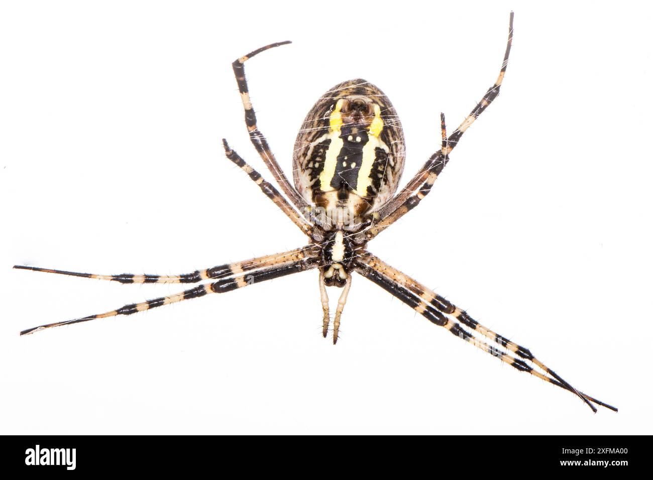 ORB ragno web (Argiope bruennichi) femmina, Podere Montecucco, vicino Orvieto, Umbria, Italia. Agosto. Foto Stock