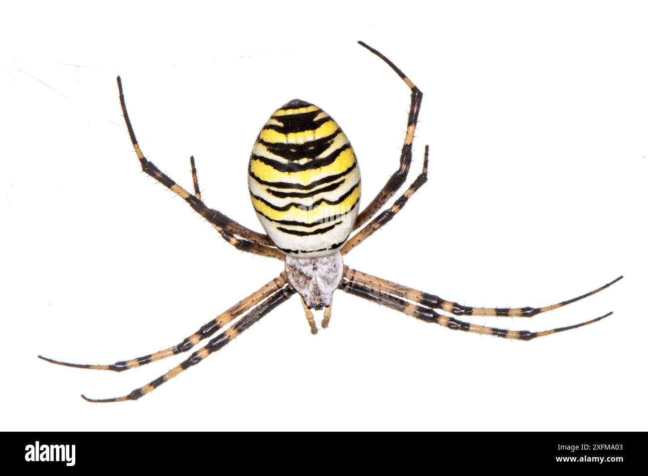 Orb ragno (Argiope bruennichi) Podere Montecucco, vicino Orvieto, Umbria, Italia. Agosto. Foto Stock