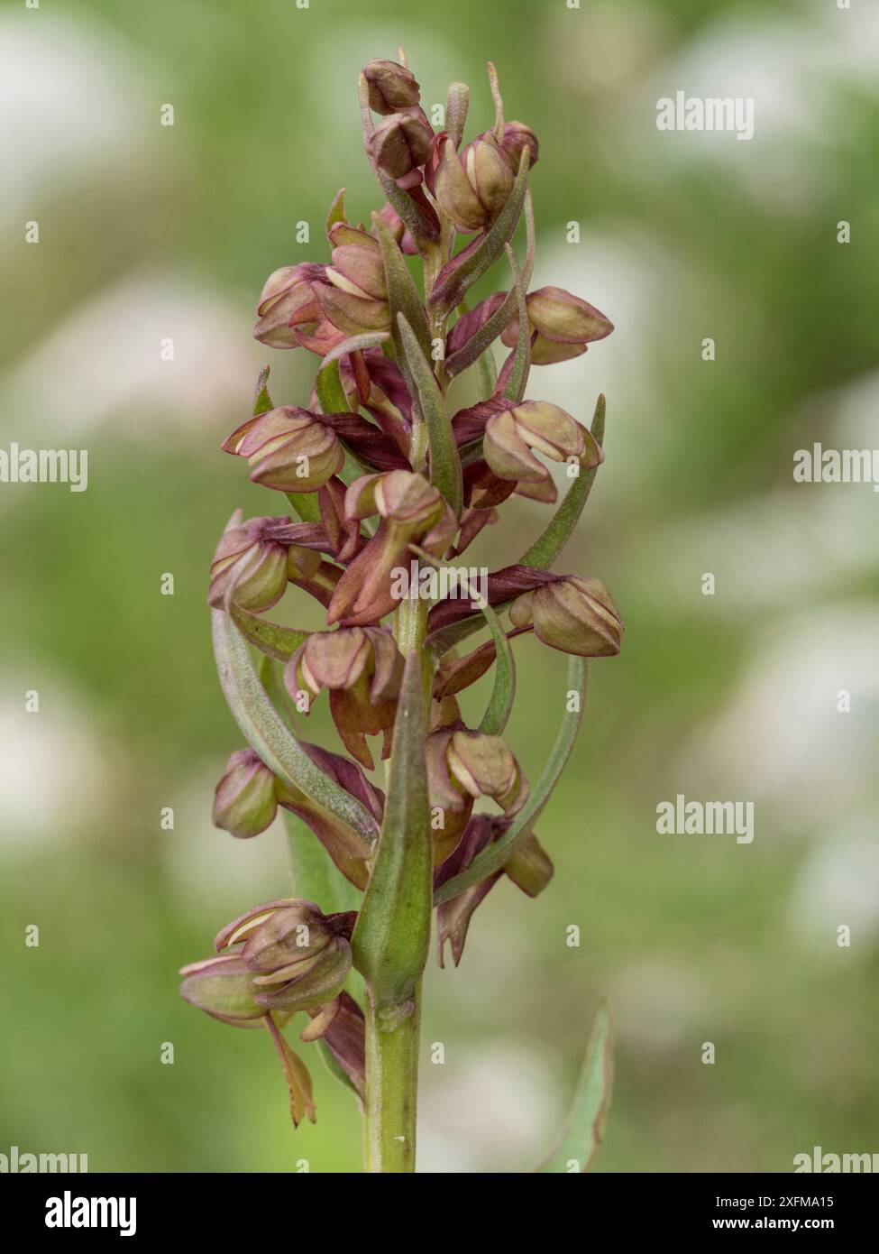 Orchidea di rana (Coeloglossum viride) fiore, Monte Terminillo, Lazio, Italia, luglio. Foto Stock