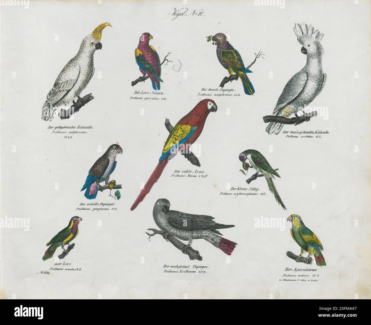 Litografia d'epoca degli uccelli. Pappagalli. Linneo, 1758 anni. No IV , 1836 Der gelbgehaubte Kakadu, Psittacus sulfureus, cockatoo crestato giallo. Der Lori Nuara, Psittacus garrulus, chattering lory. Der rohte Aras, Psittacus Macao, Red Guara o Red Macaw. Der violette Papagei, Psittacus purpureus, parrotlet con rughe di zaffiro. Der Lori, Psittacus ornatus, lorikeet ornato. Der aschgraue Papagei, Psittacus erithacus, pappagallo grigio. Der bunte Papagei, Psittacus accipitrinus, pappagallo rosso. Der maissgehaubte Kakadu, Psittacus cristatus, cockatoo. Der kleine Sittig, Psittacus erythrocephalus. Foto Stock