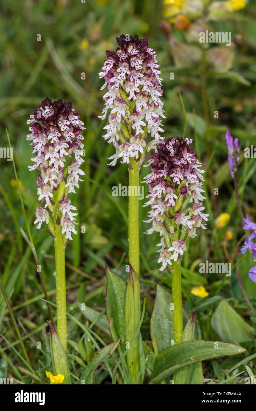 Orchidea bruciata (Neotinea ustulata) Castellucio di Norcia, Umbria. Italia Foto Stock