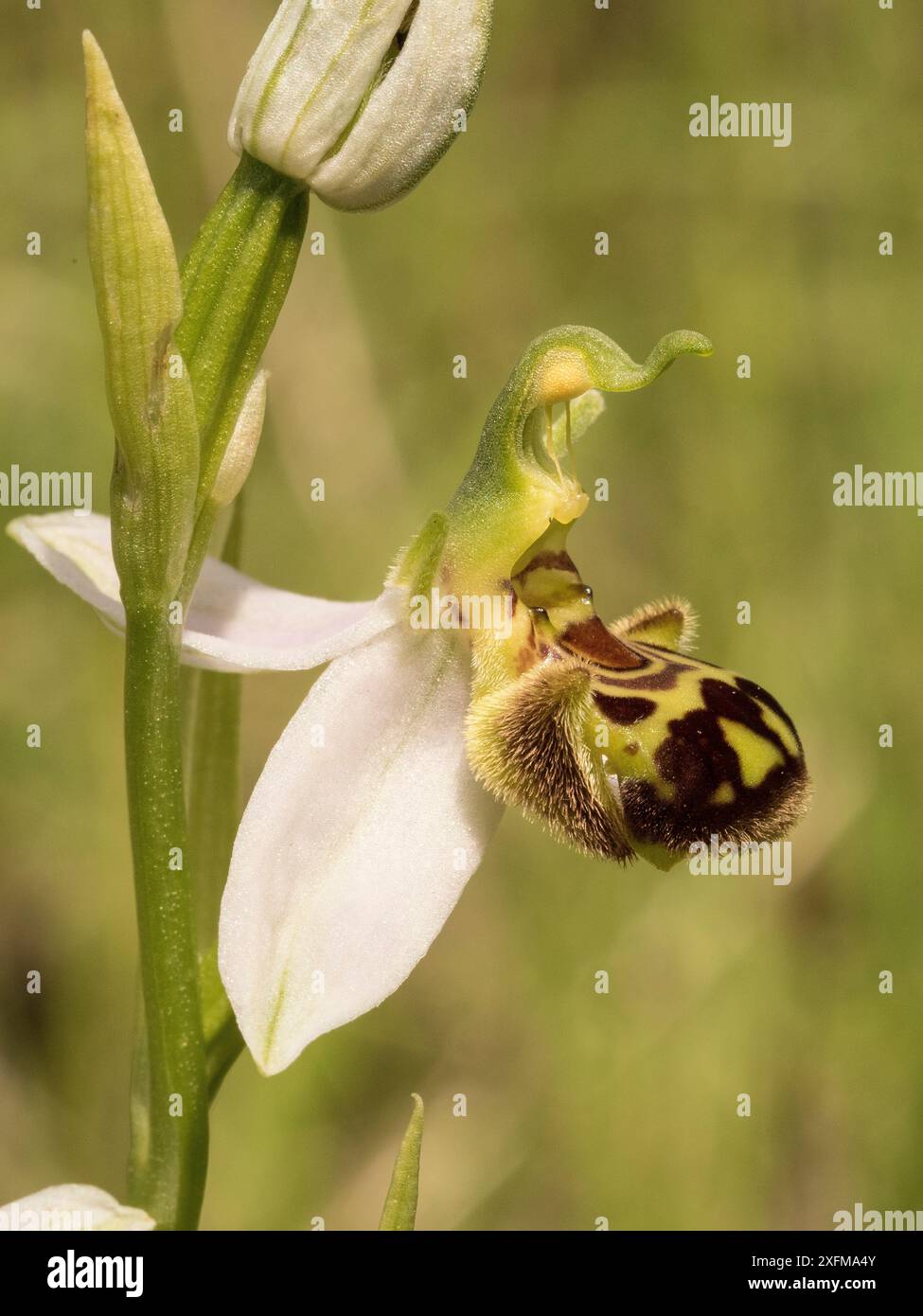 Orchidea (Ophrys apifera) nei pressi di Preci, Sibillini, Umbria, Italia, giugno. Foto Stock