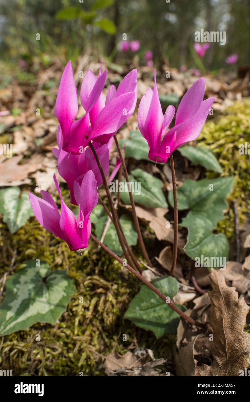 Ciclamino primaverile (Cyclamen repandum) Monte Pegial, Umbria, Italia Foto Stock