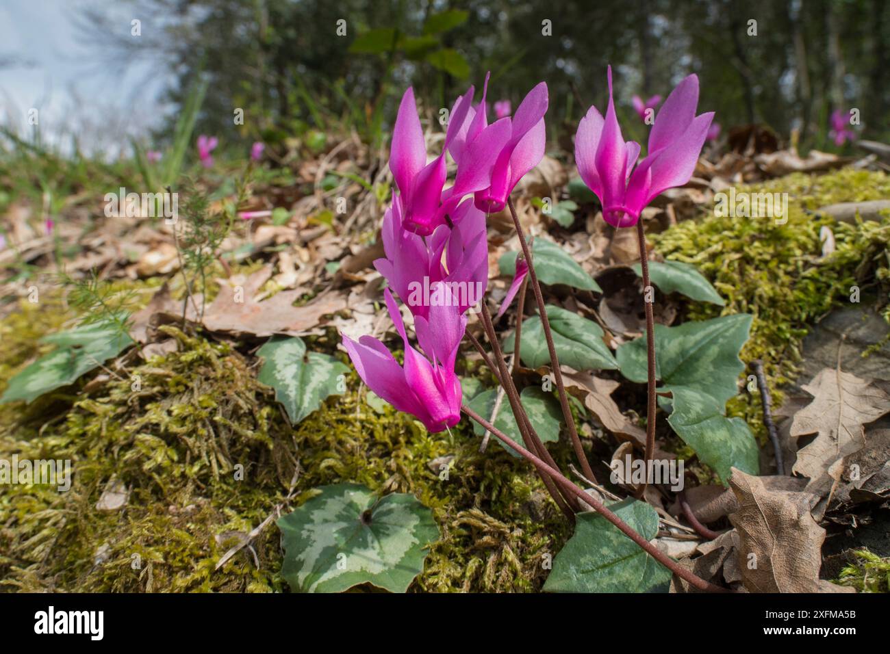 Ciclamino primaverile (ciclamino repandum) . Monte Pegial, Umbria, Italia Foto Stock