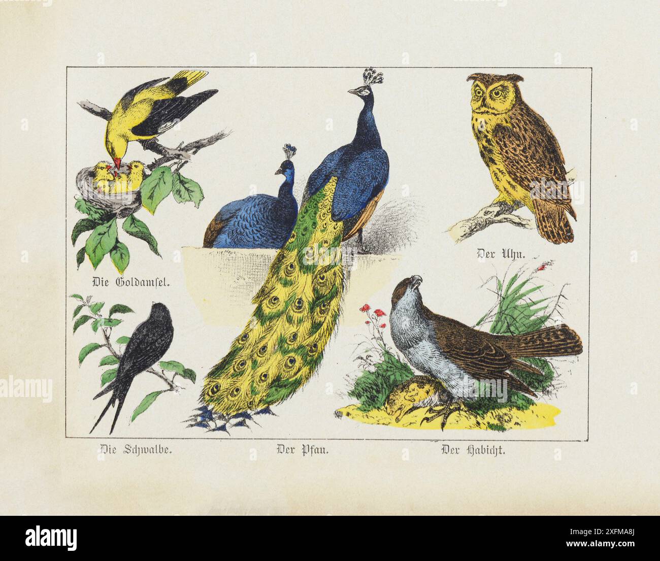 Litografia a colori degli uccelli selvatici. Parte III. Germania, 1870 oriole, pavone, gufo, falco, ingoiare. Foto Stock