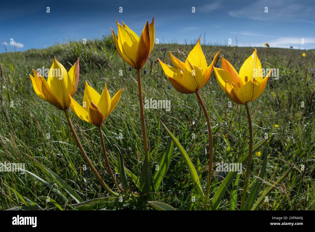 Tulipani gialli (Tulipa australis) sopra piano grande, Sibillini, Appennini, Umbria, Italia, maggio. Foto Stock