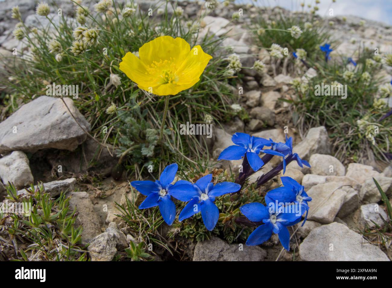 Papavero retico (Papaver rhaeticum) con Triglav gentian (Gentiana terglouensis). Nelle vicinanze di: Rifugio Lagazuoi, passo di Falzarego, vicino a Cortina, Dolomiti, Veneto, Italia. Luglio. Foto Stock