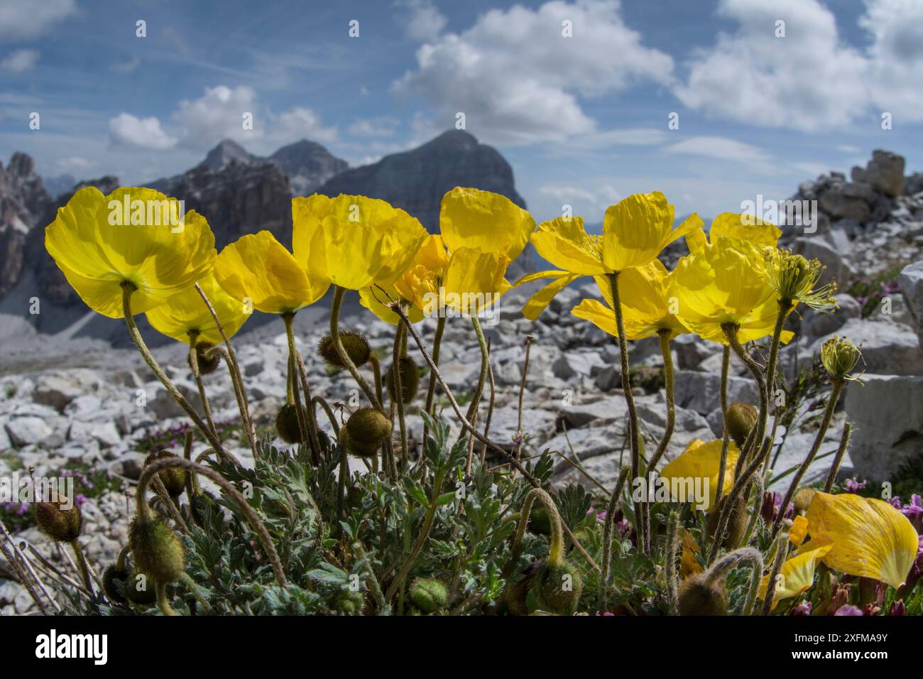 Ferrovia retica papavero (Papaver rhaeticum) fiori, vicino, Refugio Lagazuoi, Passo di Falzarego, vicino a Cortina Dolomiti, Veneto, Italia. Luglio. Foto Stock