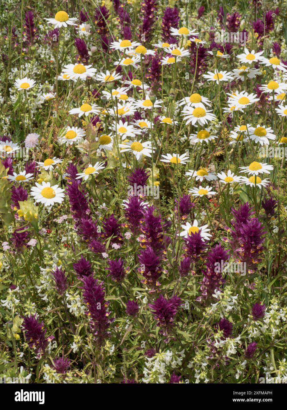 Fiori Papaveri (Papaver rhoeas), Camomile (bianco) campo caldo mucca (rosso scuro) Stachys (bianco verdastro) strada da campo Imperatore a Santa Stefano, Abruzzo, Italia giugno 2016 Foto Stock