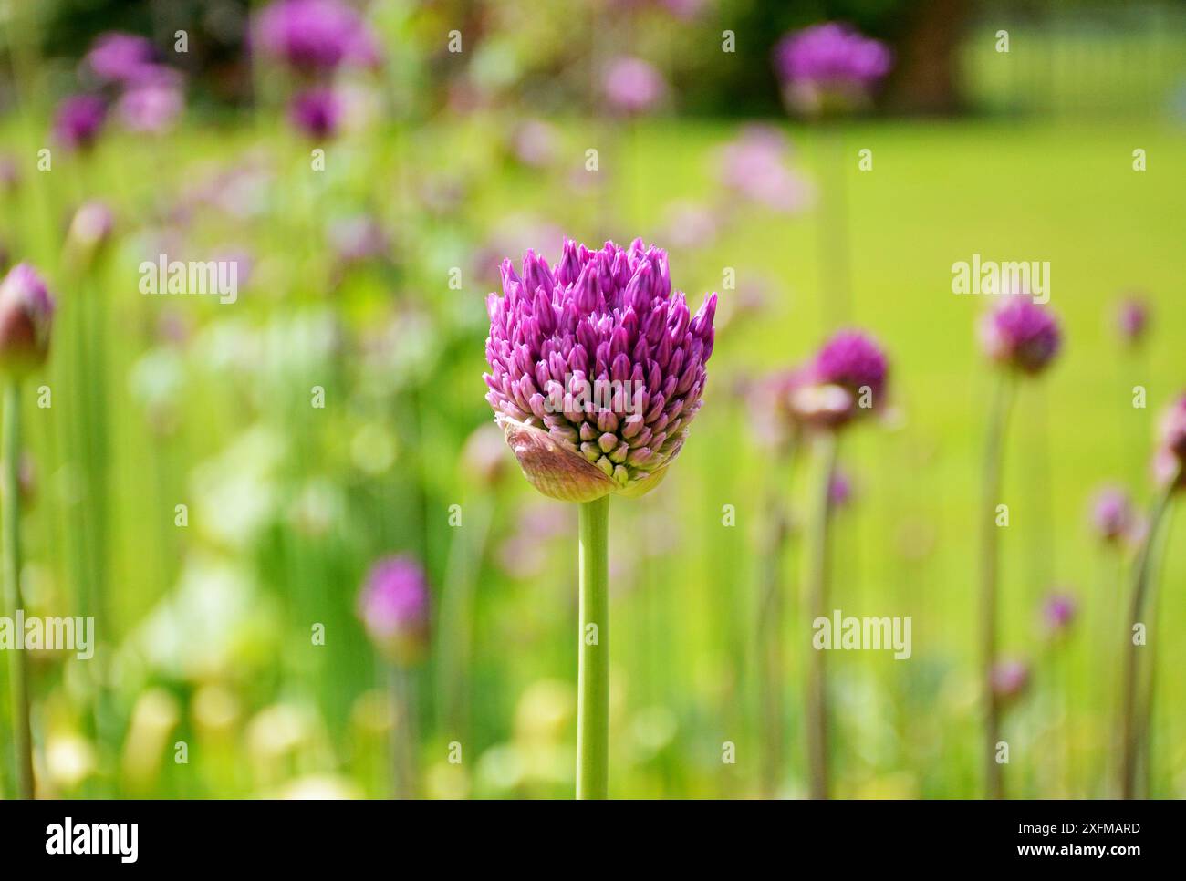 Cipolla persiana, Allium Hollandicum Foto Stock