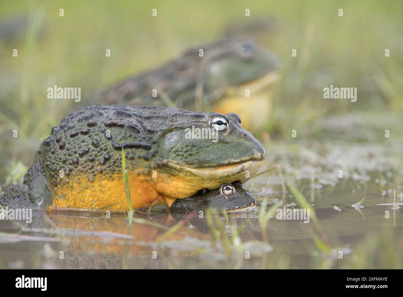 Riserva di caccia del gigante africano bullfrog (Pyxicephalus adspersus) del Kalahari centrale. Botswana. Foto Stock