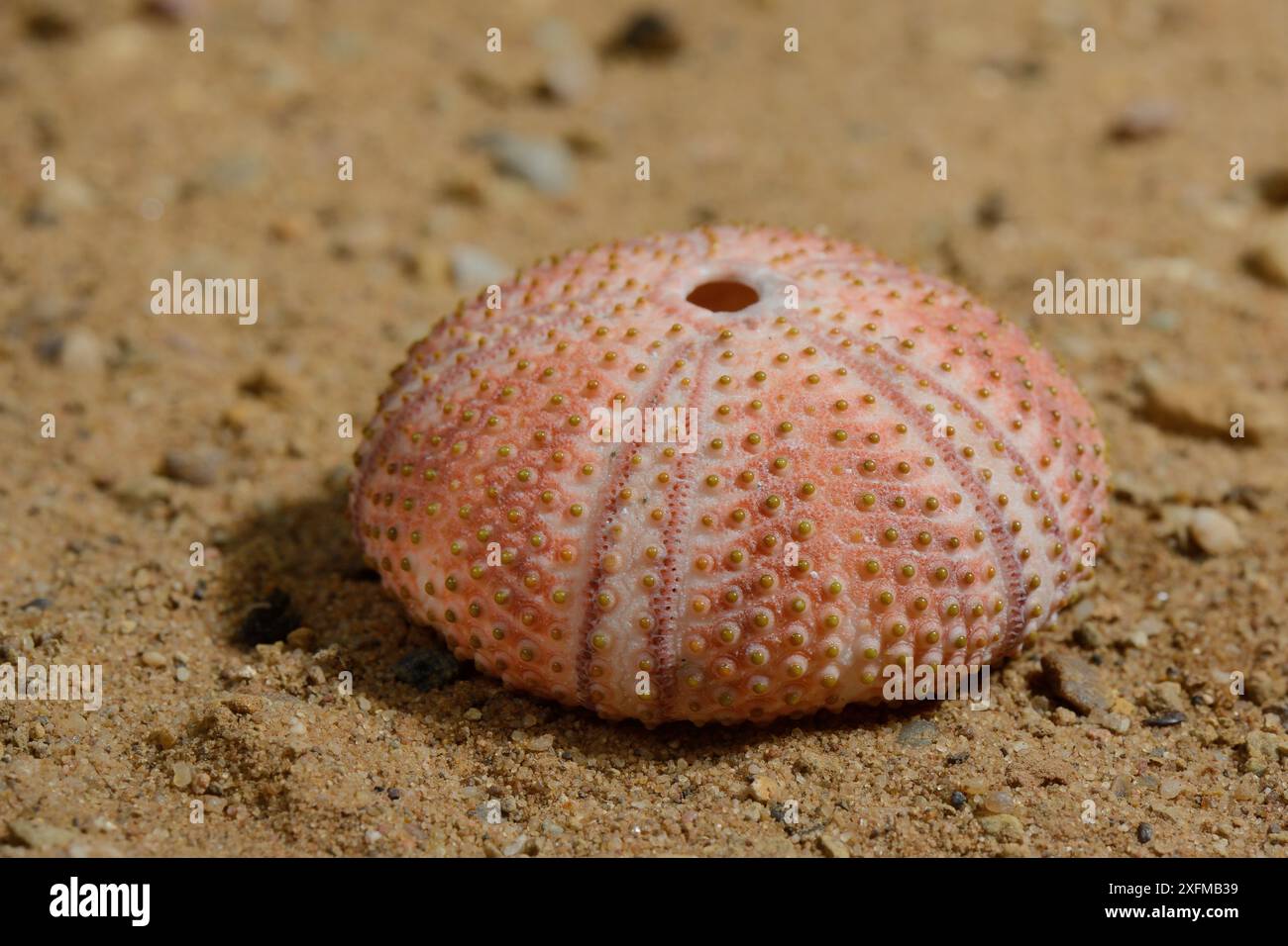 Ricci di mare nero (Arbaxia lixula) conchiglia di sabbia, Grecia. Foto Stock