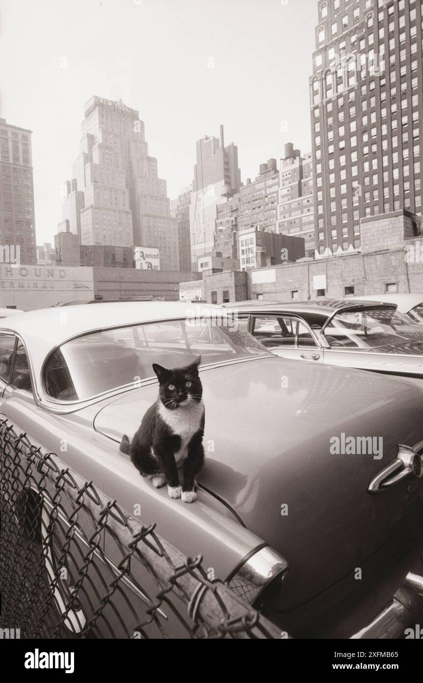 Foto d'epoca di gatto seduto in auto con grattacieli sullo sfondo. New York, ottobre 1958 Foto Stock