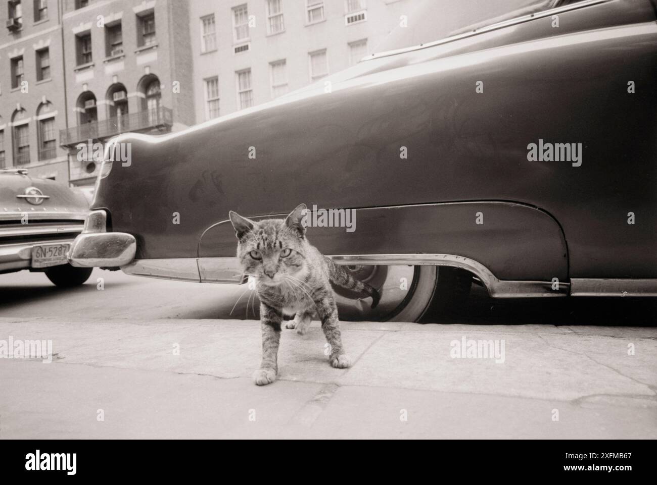 Foto d'epoca di un gatto sul marciapiede di New Yourk Street. Maggio 1959 di Angelo Rizzuto. Foto Stock