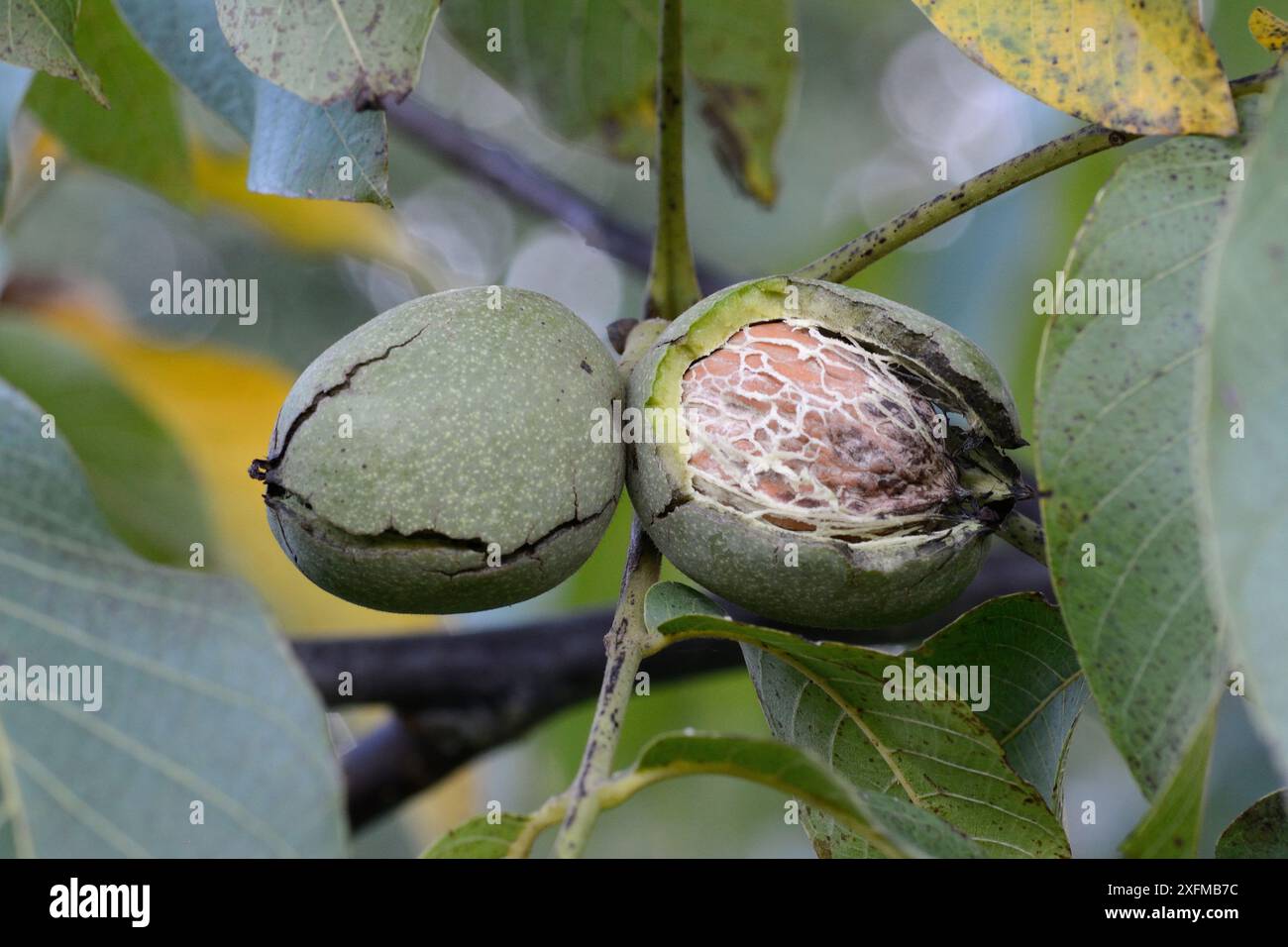 Walnut (Juglans sp) Fruit, Vosges, Francia, settembre. Foto Stock