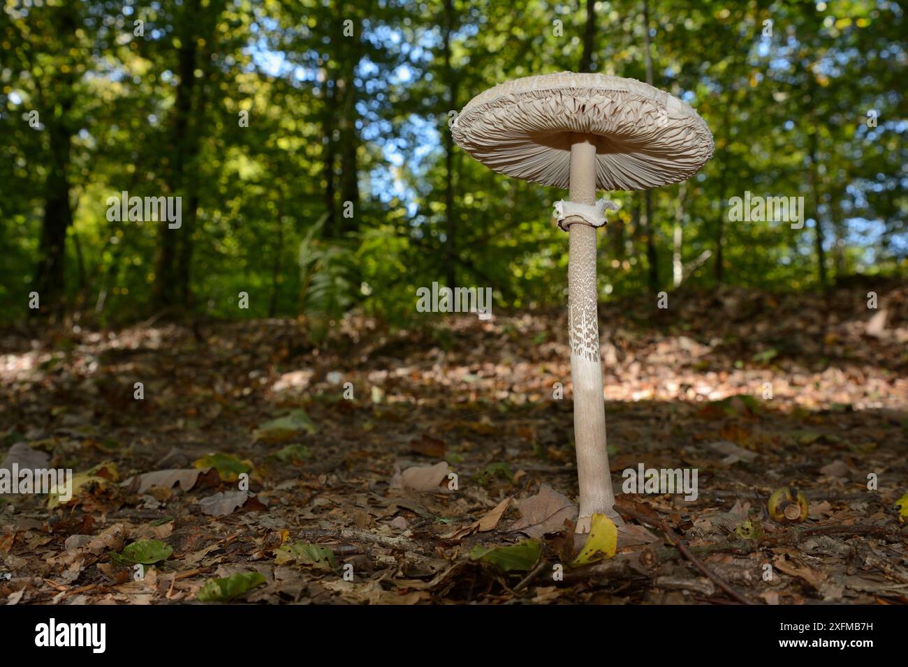 Parasol fungo (Macrolepiota procera) Vosges, Francia Foto Stock