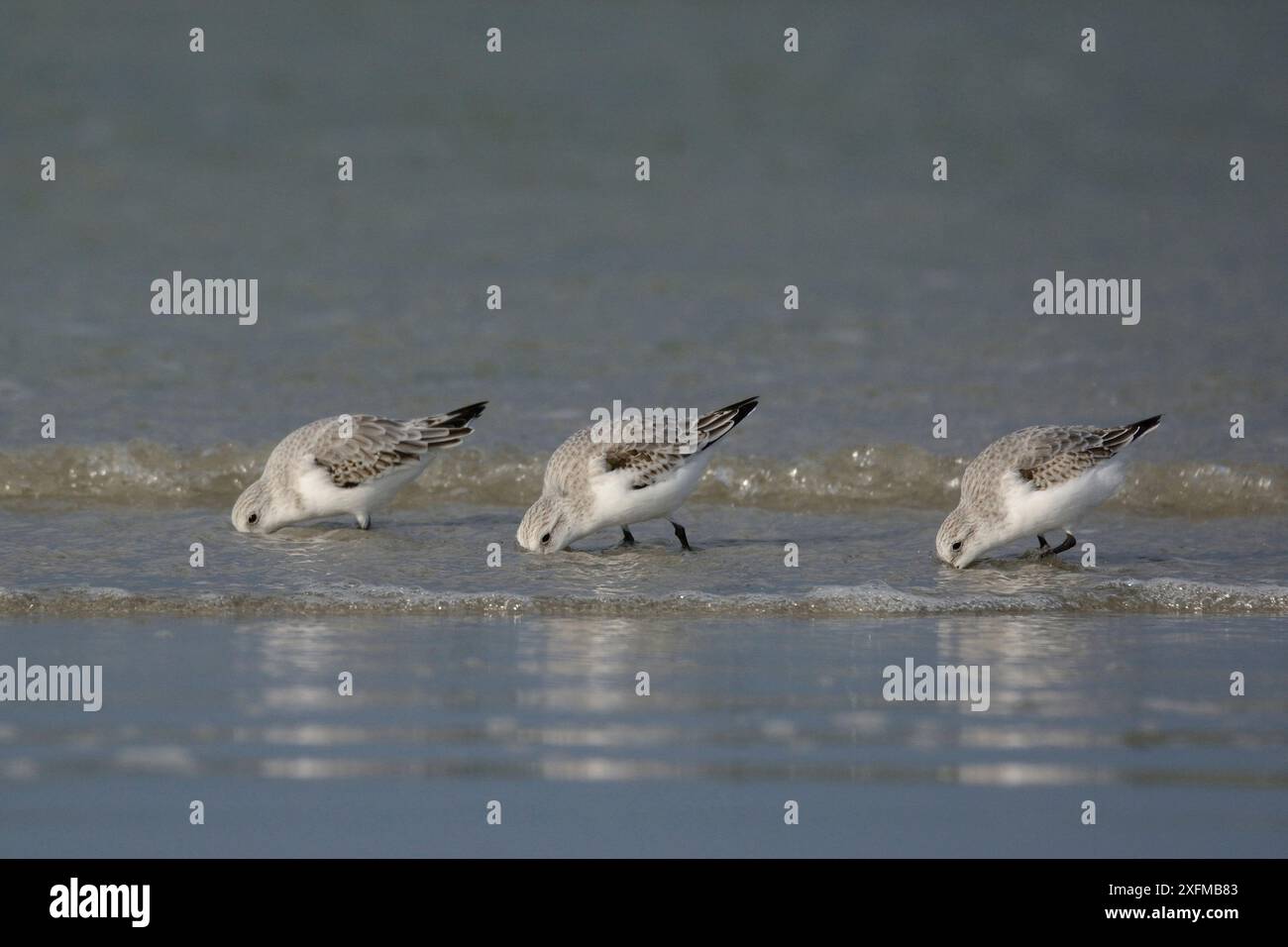 Sanderling (Calidris alba) gruppo di tre, Baie de Morlaix, Bretagna, Francia Foto Stock