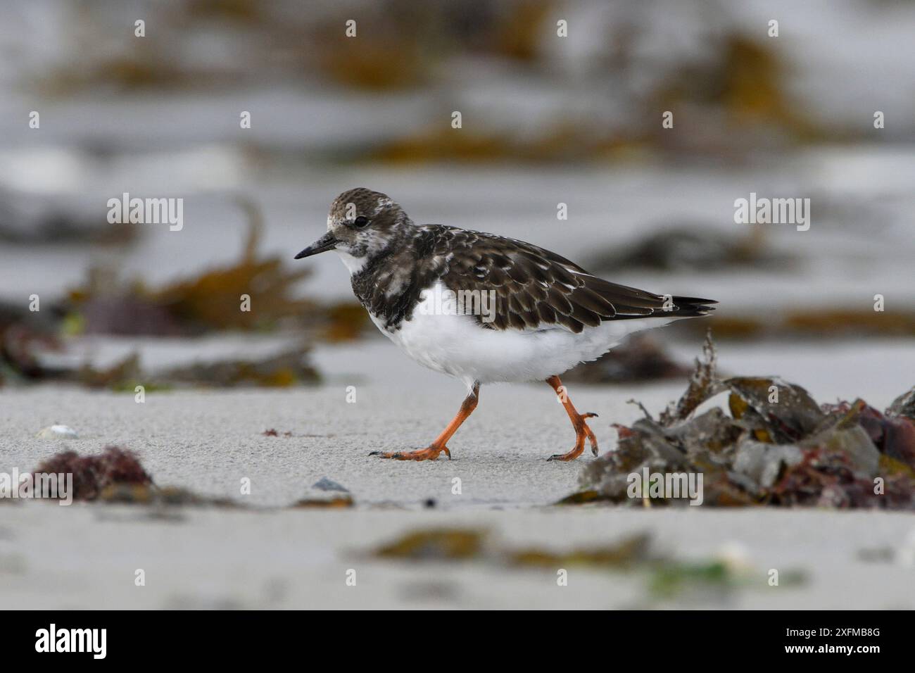 Ruddy Turnstone (Arenaria interpres) on shore, Baie de Morlaix, Bretagna, Francia, ottobre. Foto Stock