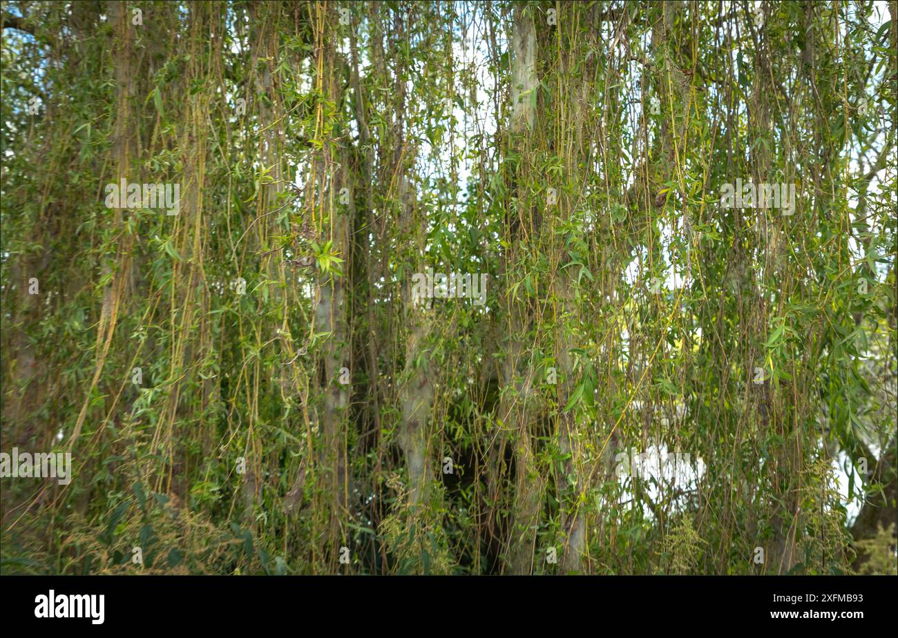 Ragnatele Caterpillar appese in un salice all'inizio di luglio Foto Stock