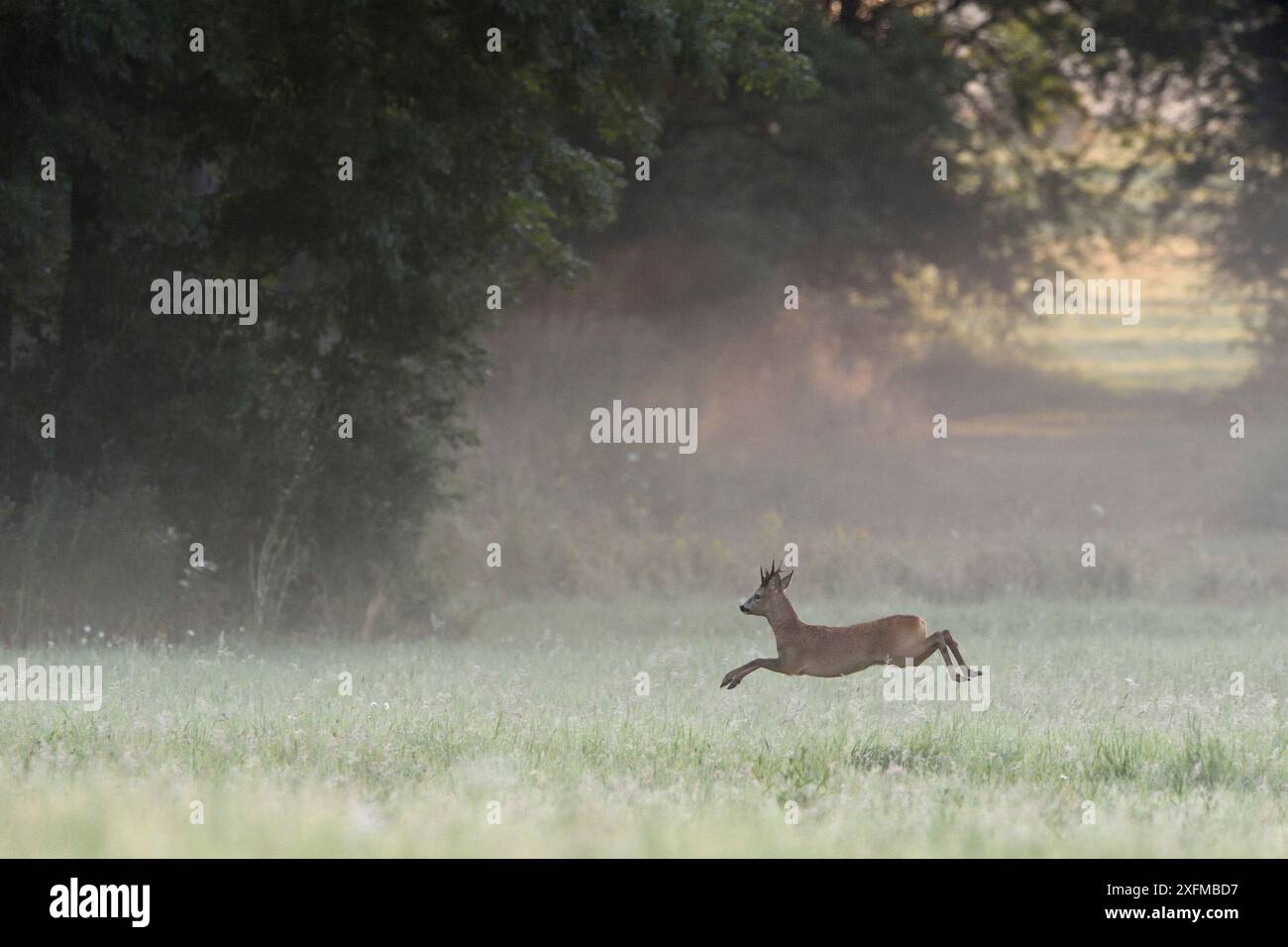 Roe Deer (Capreolus capreolus) Running, Vosges, Francia, luglio Foto Stock