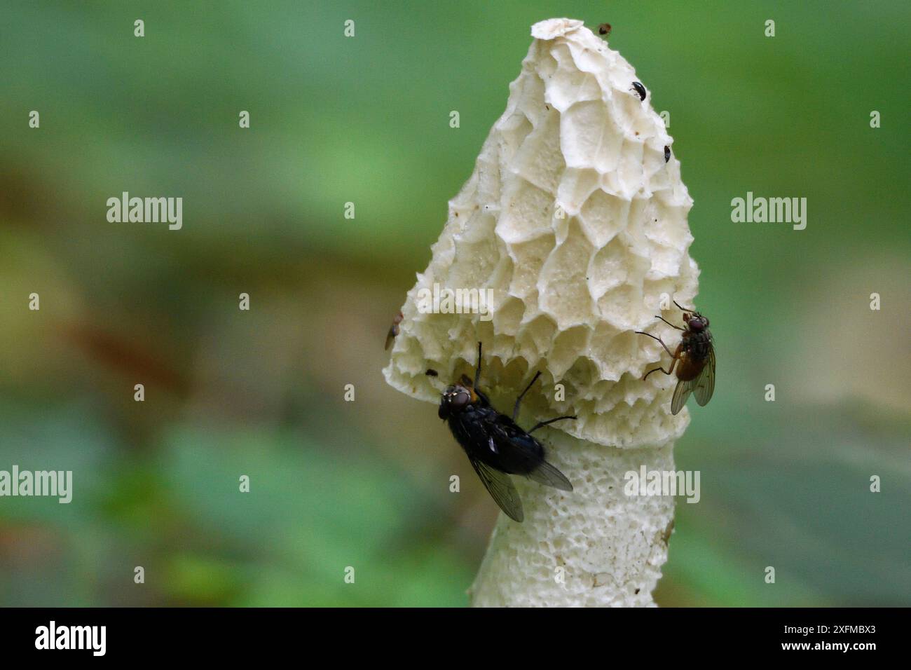 Corno comune (Phallus impudicus) con mosche che si nutrono di spore, Vosgi, Francia, giugno. Foto Stock