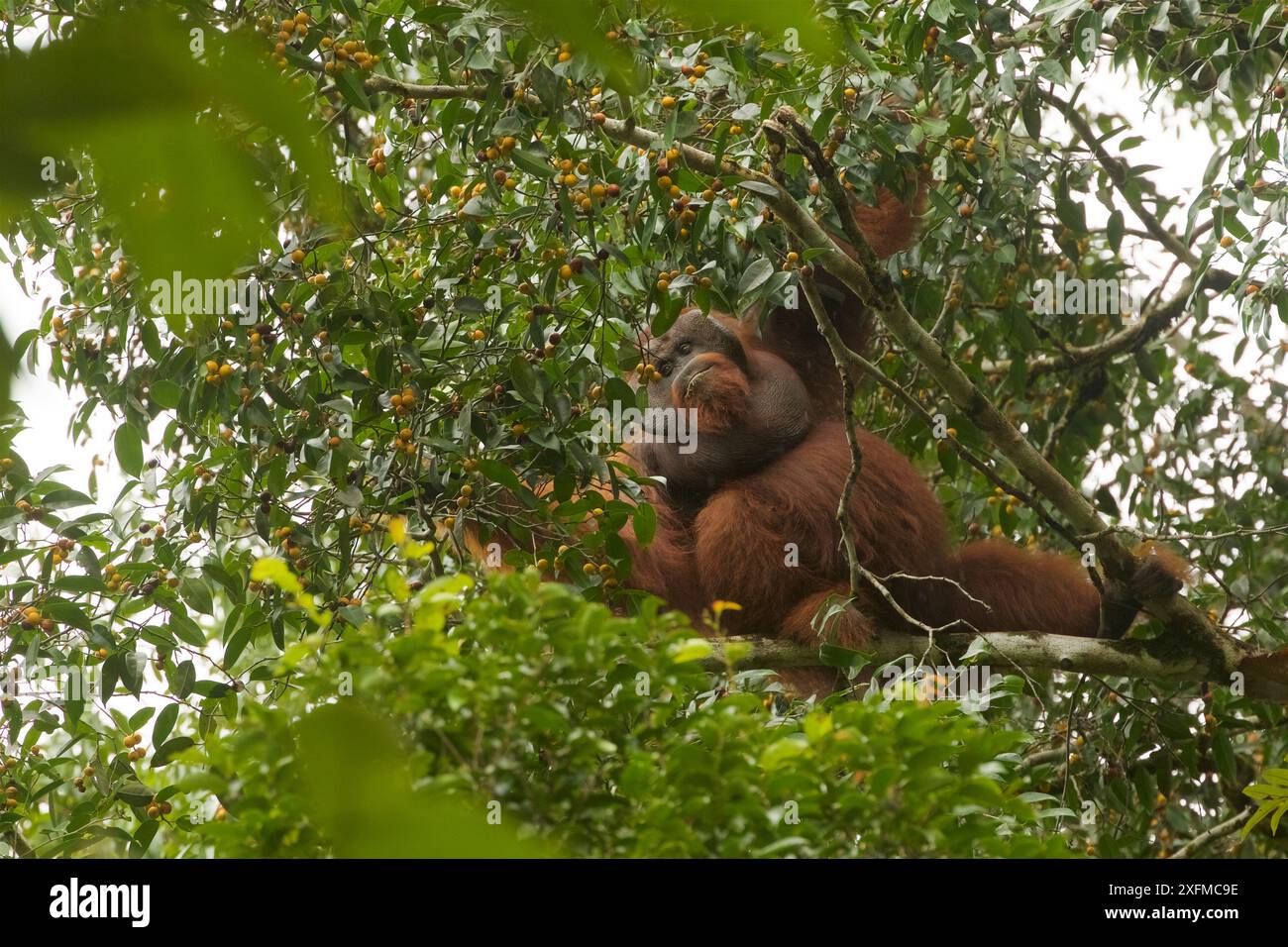 Orangotango Borneo (Pongo pygmaeus) maschio che si nutre dei fichi di un albero di fico straniero (Ficus stricta) nella foresta pluviale di pianura, nel Parco Nazionale Gunung Palung, Borneo Foto Stock