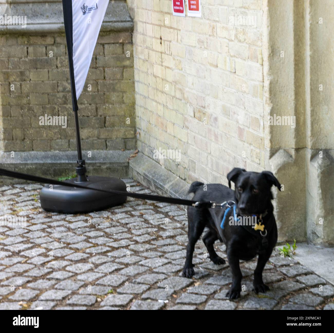 Brentwood Essex 4 luglio 2024 cani in una stazione elettorale Brentwood Essex crediti: Ian Davidson/Alamy Live News Foto Stock