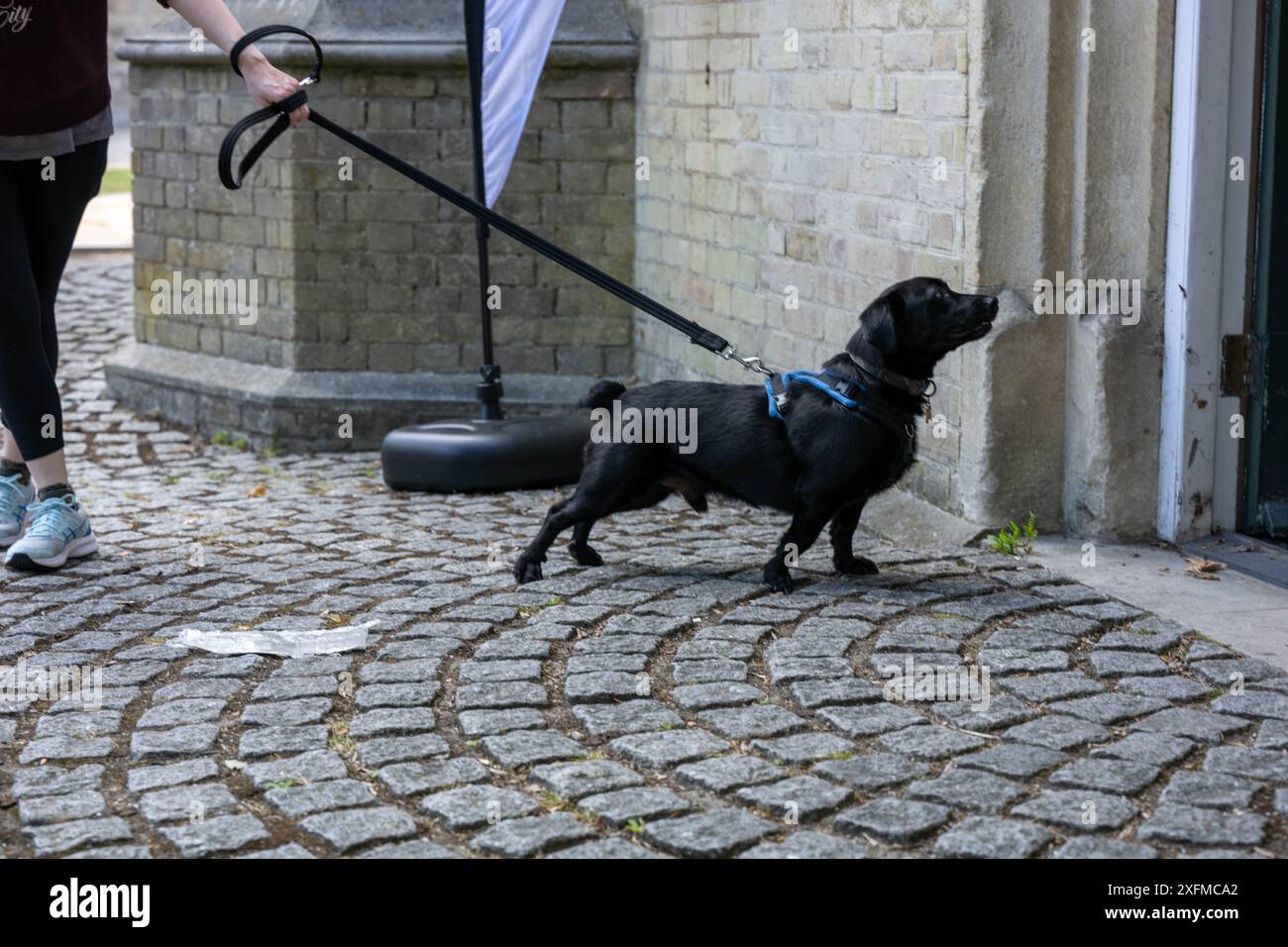 Brentwood Essex 4 luglio 2024 cani in una stazione elettorale Brentwood Essex crediti: Ian Davidson/Alamy Live News Foto Stock