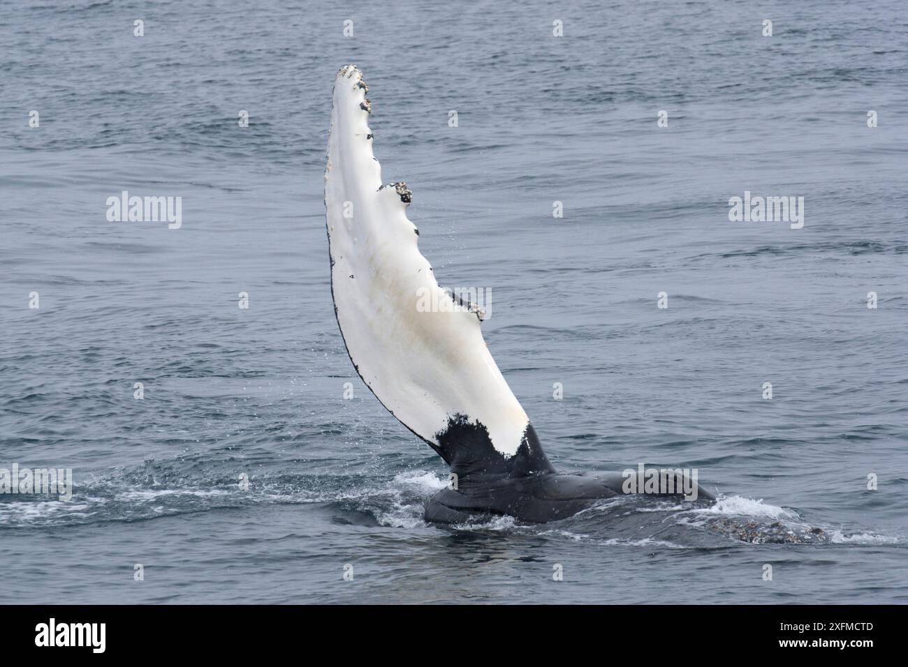 Megattere (Megaptera novaeangliae) che ondeggia pinna pettorale sulla superficie dell'acqua, baia di St. Andrews, Georgia del Sud, Antartide. Gennaio. Foto Stock