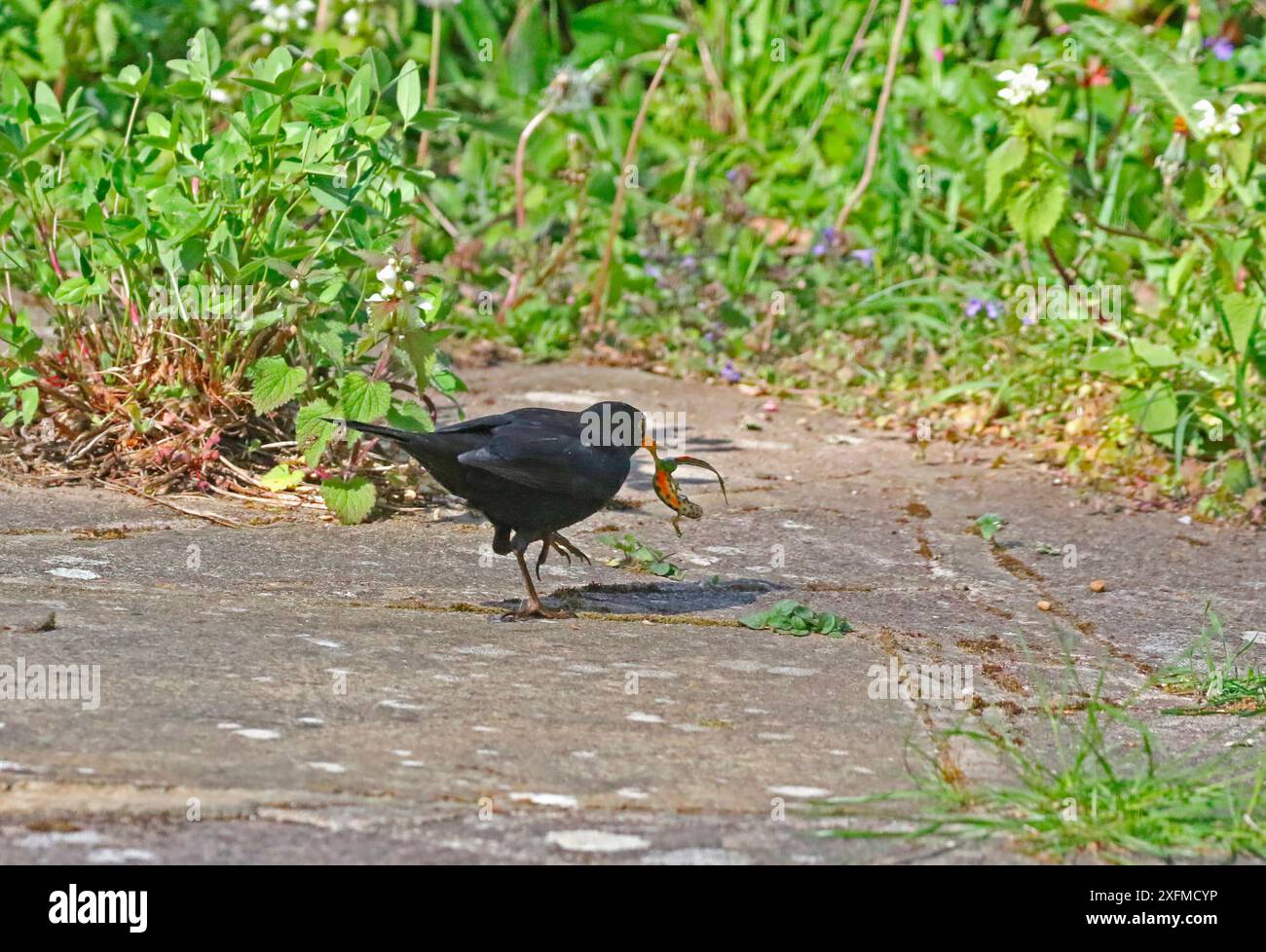 Blackbird (Turdus merula) maschio con Tritone ha catturato in uno stagno, Inghilterra, Regno Unito. - solo un piccolo ripro Foto Stock