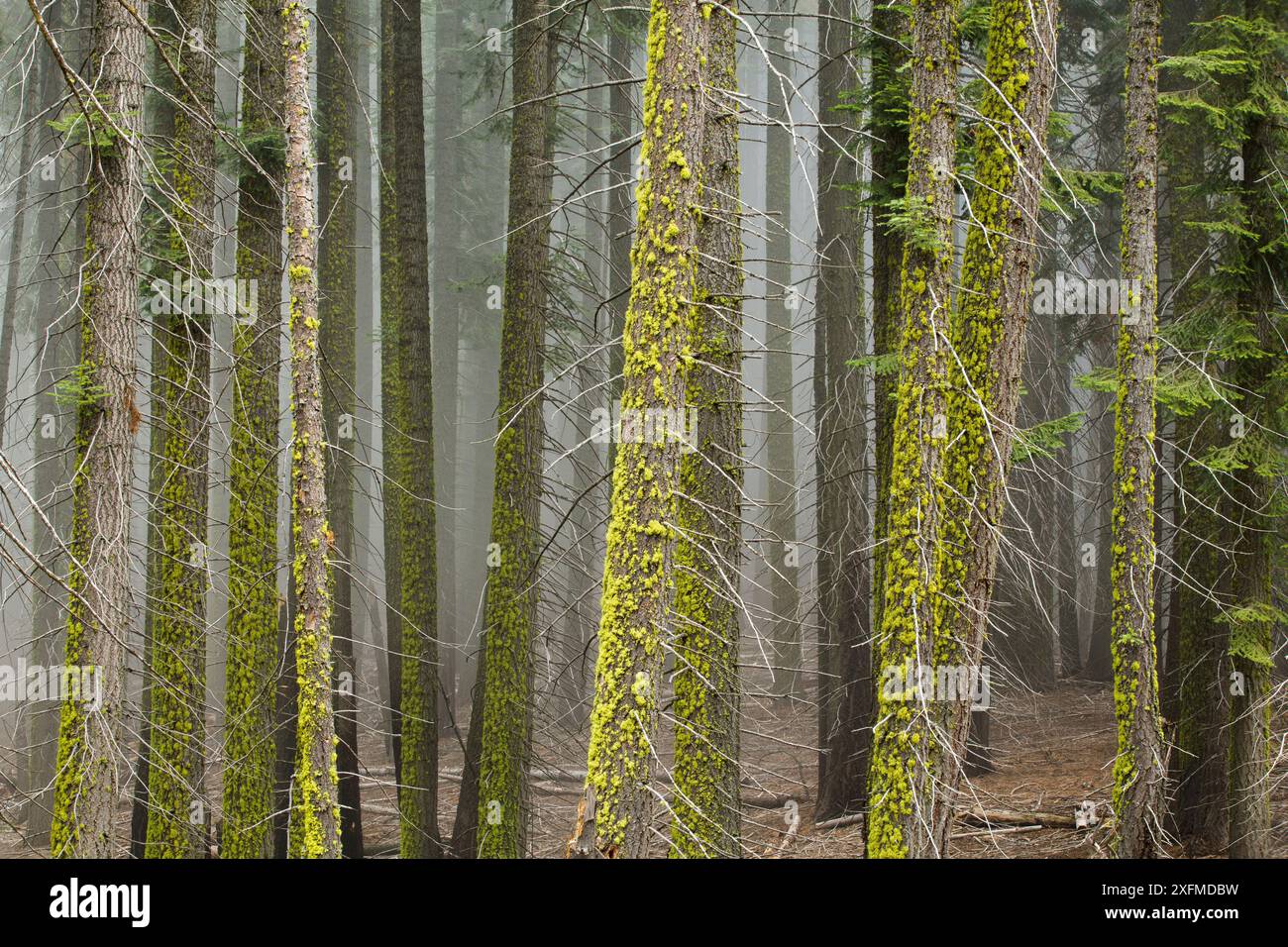 Tronchi di alberi di sequoia gigante (Sequoiadendron giganteum), nebbia tra gli alberi, Sequoia National Park, California, USA Foto Stock
