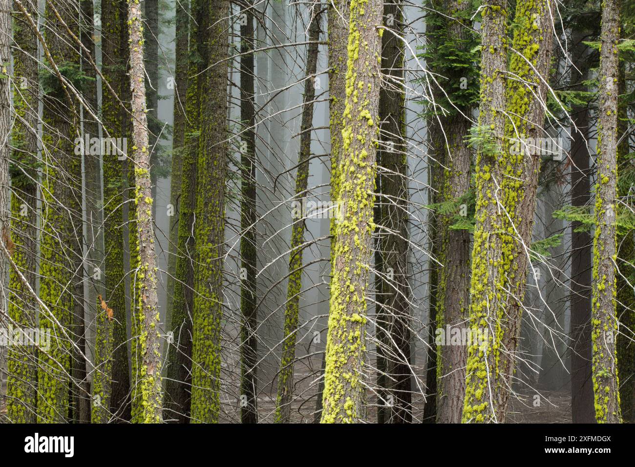 Tronchi di alberi di sequoia gigante (Sequoiadendron giganteum), nebbia tra gli alberi, Sequoia National Park, California, USA Foto Stock
