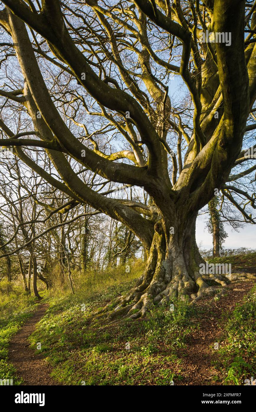 Faggio (Fagus sylvatica), Milborne Wick Woods, Somerset, Inghilterra, Regno Unito luglio aprile 2015. Sequenza Foto Stock