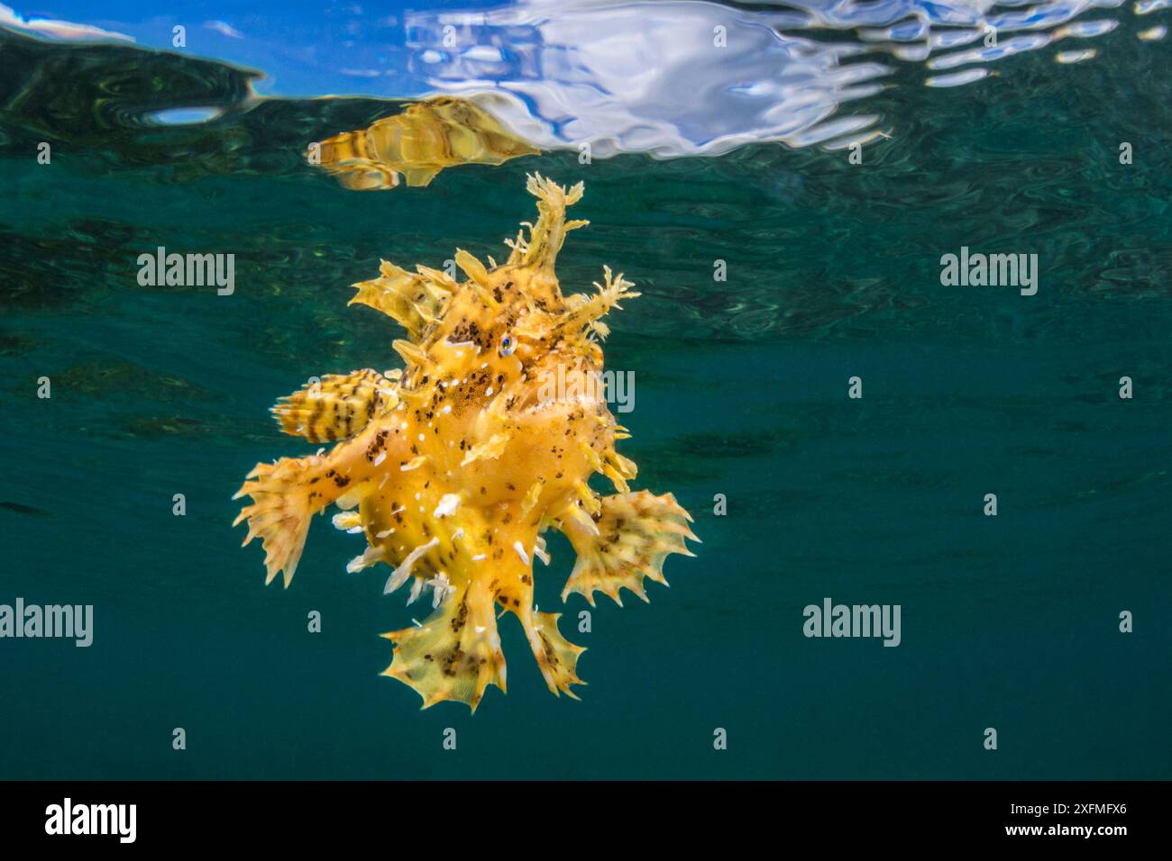 Sargassum frogfish (Histrio histrio) che nuota sotto la superficie in acque poco profonde. Bitung, Sulawesi settentrionale, Indonesia. Stretto di Lembeh, Mare delle Molucche. Foto Stock