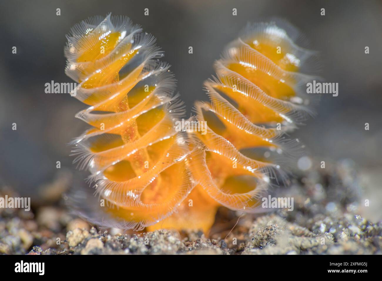 Le appendici di alimentazione del filtro di un verme a ferro di cavallo della california gialla (Phoronopsis californica) che si estende dalla sabbia. Bitung, Sulawesi settentrionale, Indonesia. Stretto di Lembeh, Mare delle Molucche. Foto Stock